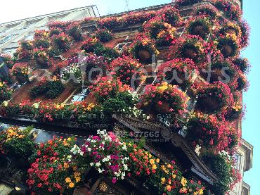 Major Plants Ltd - Window Boxes - London - UK - Image 5