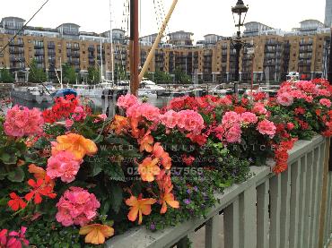 Major Plants Ltd - Window Boxes - London - UK - Image 7