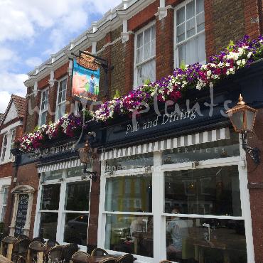 Major Plants Ltd - Window Boxes - London - UK - Image 8