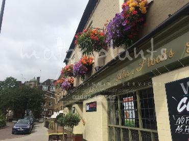 Major Plants Ltd - Window Boxes - London - UK - Image 10