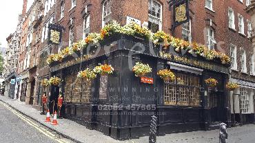 Major Plants Ltd - Window Boxes - London - UK - Image 22