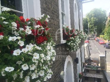 Major Plants Ltd - Window Boxes - London - UK - Image 35