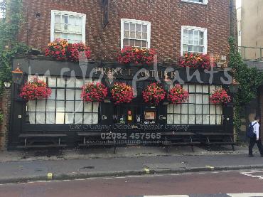 Major Plants Ltd - Window Boxes - London - UK - Image 36
