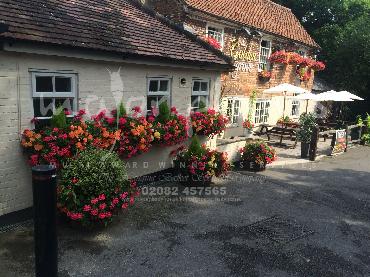 Major Plants Ltd - Window Boxes - London - UK - Image 38