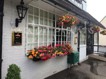 Major Plants Ltd - Window Boxes - London - UK - Image 77