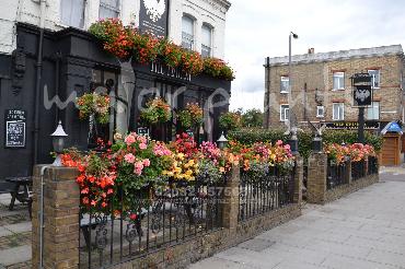 Major Plants Ltd - Window Boxes - London - UK - Image 90