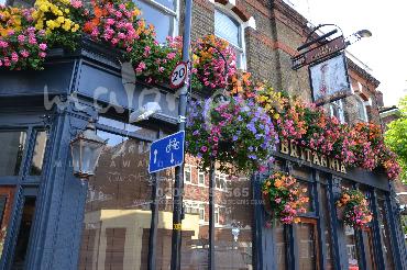 Major Plants Ltd - Window Boxes - London - UK - Image 91