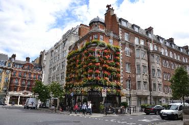Major Plants Ltd - Window Boxes - London - UK - Image 115