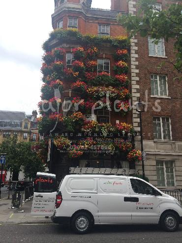 Major Plants Ltd - Window Boxes - London - UK - Image 139