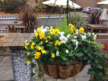 Major Plants Ltd - Winter Displays - London - UK - Image 