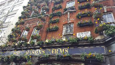 Major Plants Ltd - Winter Displays - London - UK - Image 15