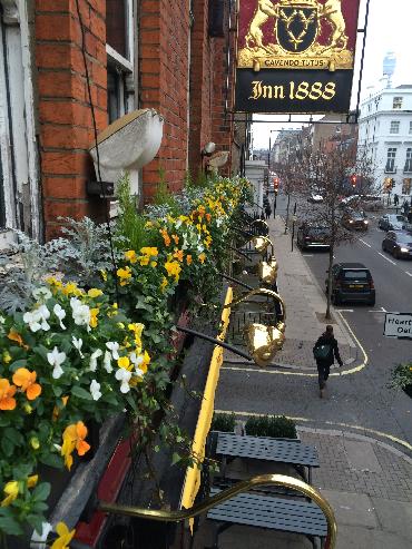 Major Plants Ltd - Winter Displays - London - UK - Image 21