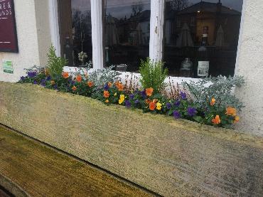 Major Plants Ltd - Winter Displays - London - UK - Image 23