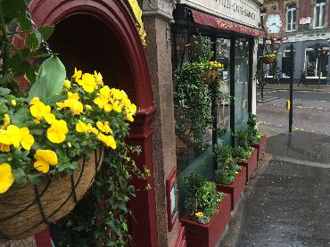 Major Plants Ltd - Winter Displays - London - UK - Image 28