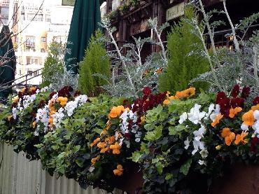 Major Plants Ltd - Winter Displays - London - UK - Image 29
