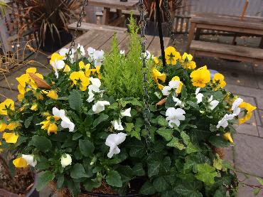 Major Plants Ltd - Winter Displays - London - UK - Image 37