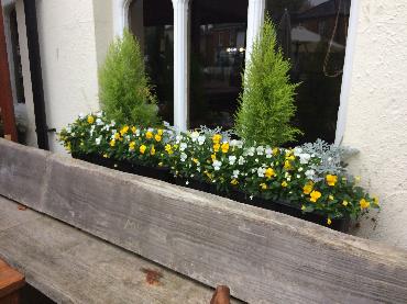 Major Plants Ltd - Winter Displays - London - UK - Image 38