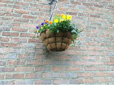 Major Plants Ltd - Winter Displays - London - UK - Image 40