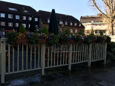 Major Plants Ltd - Winter Displays - London - UK - Image 41