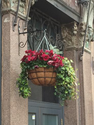 Major Plants Ltd - Winter Displays - London - UK - Image 44