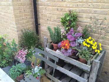 Major Plants Ltd - Winter Displays - London - UK - Image 50