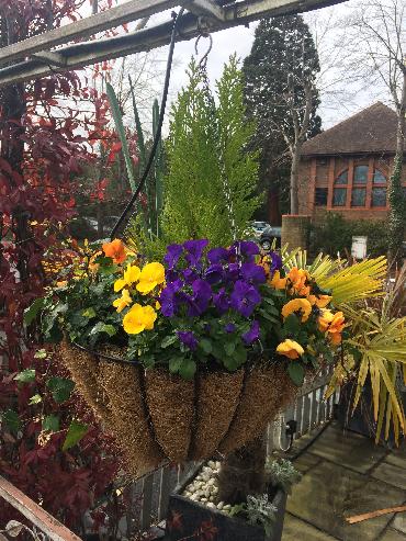 Major Plants Ltd - Winter Displays - London - UK - Image 60