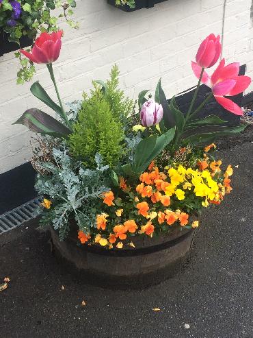Major Plants Ltd - Winter Displays - London - UK - Image 63