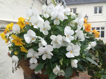 Major Plants Ltd - Winter Displays - London - UK - Image 65